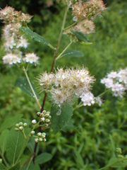 Agromyza valdorensis