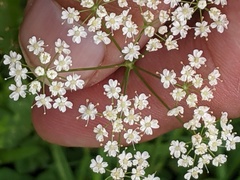 Pimpinella saxifraga