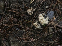 Sebacina sparassoidea