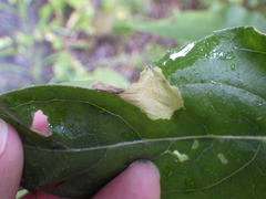 Aristotelia isopelta