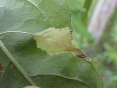 Aristotelia isopelta