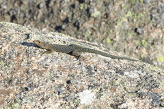 Archaeolacerta bedriagae paessleri