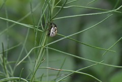 Leptinotarsa lineolata
