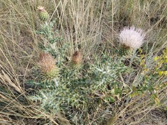 Cirsium undulatum