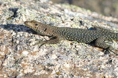 Archaeolacerta bedriagae paessleri