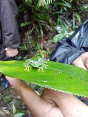 Nymphargus posadae