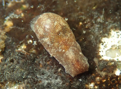 Haminoea orteai