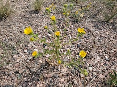 Grindelia squarrosa