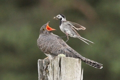 Common Cuckoo photo 5