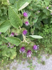Arctium