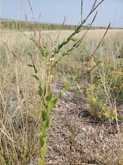 Oenothera suffrutescens