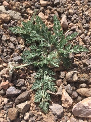 Vesper purpurascens