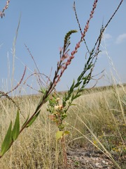 Oenothera suffrutescens