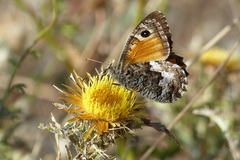 Hipparchia aristaeus