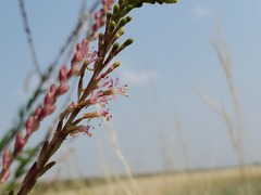 Oenothera suffrutescens