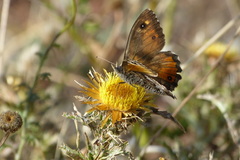 Hipparchia aristaeus