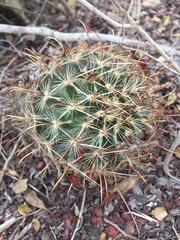 Ancistrocactus scheeri
