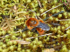 Bombus rubicundus