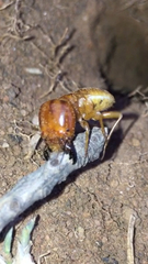 Hodotermitidae