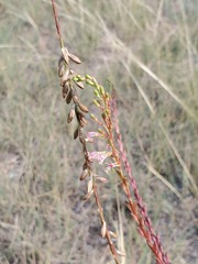 Oenothera suffrutescens