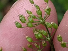 Pimpinella saxifraga