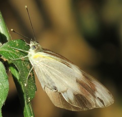 Appias epaphia contracta