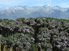 Veronica cupressoides