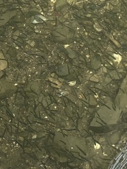 Actinopterygii