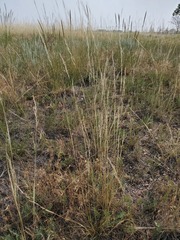 Poaceae