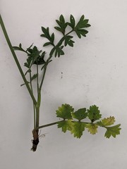 Pimpinella saxifraga