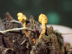 Ophiocordyceps variabilis