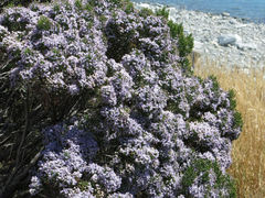 Veronica cupressoides
