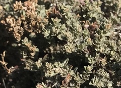 Atriplex coulteri