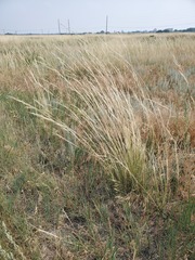 Poaceae