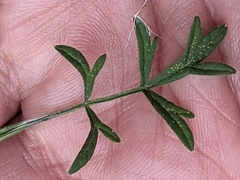 Pimpinella saxifraga
