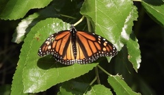 Danaus plexippus