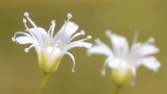 Gypsophila arrostii