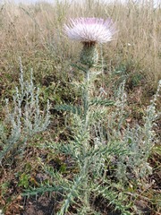 Cirsium undulatum