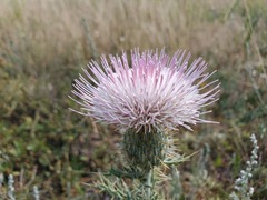 Cirsium undulatum