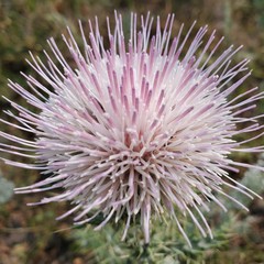 Cirsium undulatum
