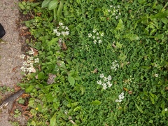 Pimpinella saxifraga