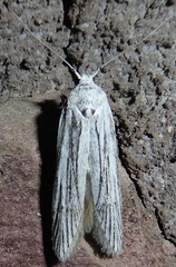 Holcocera gigantella