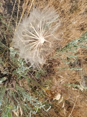 Tragopogon dubius
