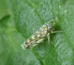 Eupteryx urticae