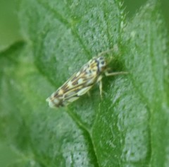 Eupteryx urticae