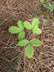 Fragaria virginiana glauca