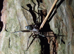 Sagana rutilans