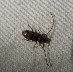 Exocentrus lusitanus