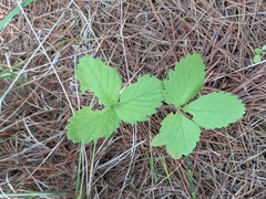 Fragaria virginiana glauca
