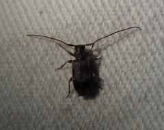 Exocentrus lusitanus